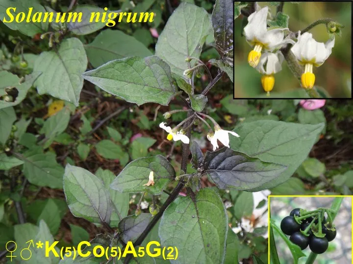 ♀♂*K(5)Co(5)A5G(2) Solanum nigrum