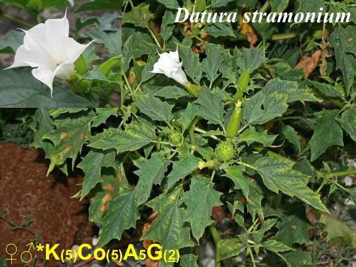 ♀♂*K(5)Co(5)A5G(2) Datura stramonium
