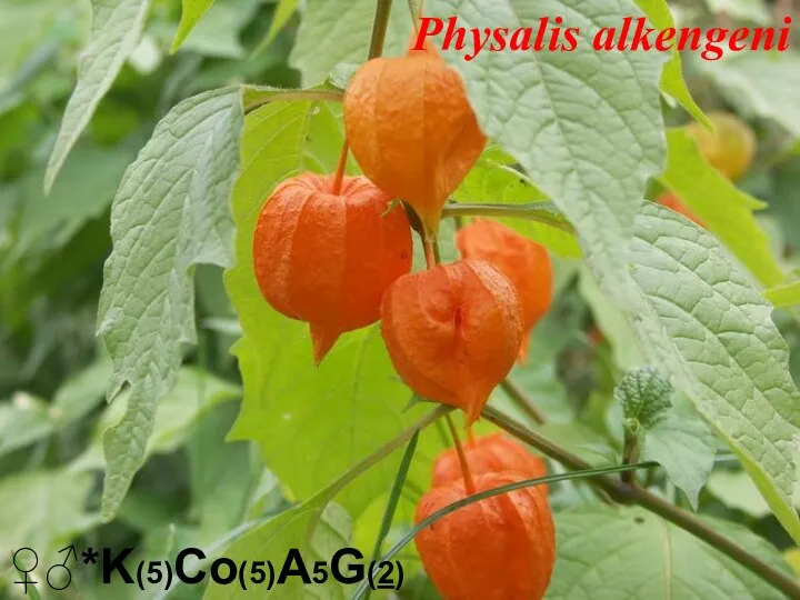 ♀♂*K(5)Co(5)A5G(2) Physalis alkengeni