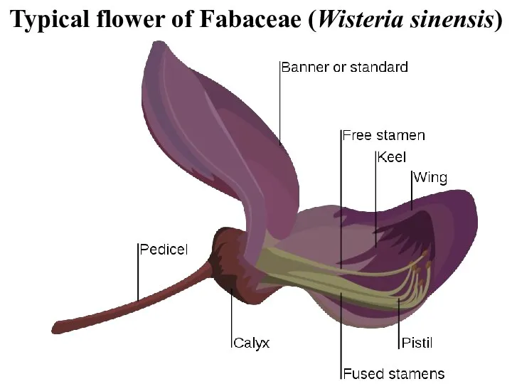 Typical flower of Fabaceae (Wisteria sinensis)