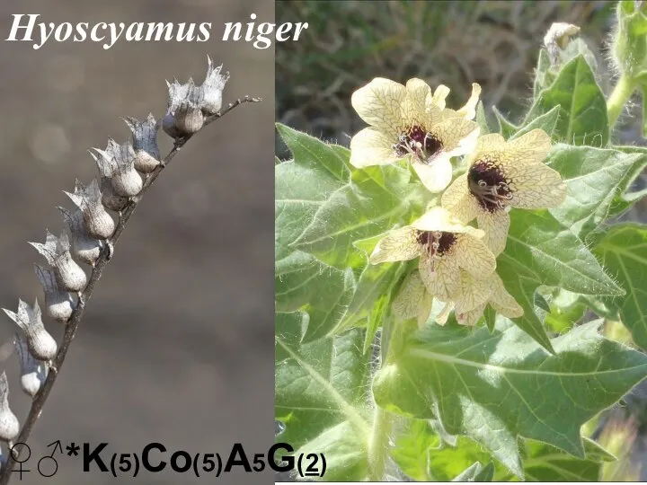 ♀♂*K(5)Co(5)A5G(2) Hyoscyamus niger