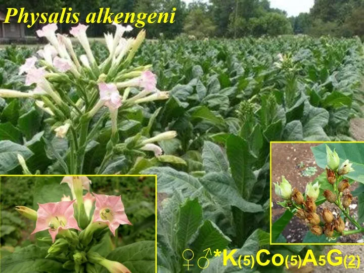 ♀♂*K(5)Co(5)A5G(2) Physalis alkengeni