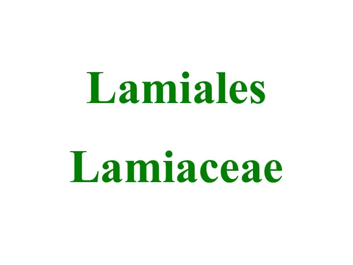 Lamiales Lamiaceae