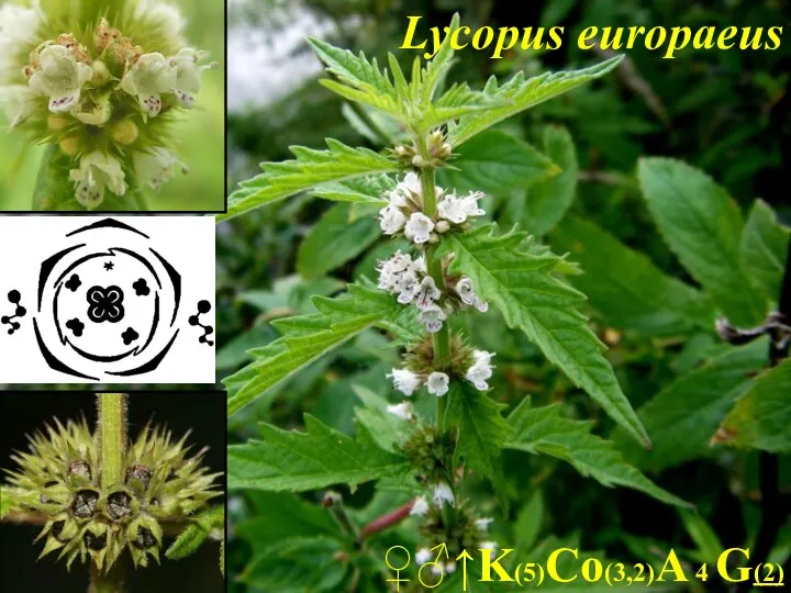 ♀♂↑K(5)Co(3,2)A 4 G(2) Lycopus europaeus