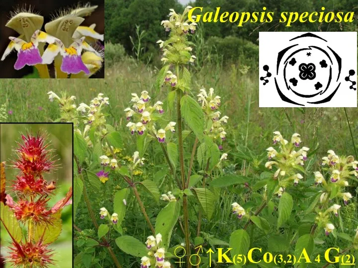 ♀♂↑K(5)Co(3,2)A 4 G(2) Galeopsis speciosa