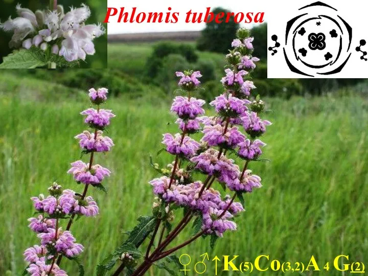♀♂↑K(5)Co(3,2)A 4 G(2) Phlomis tuberosa