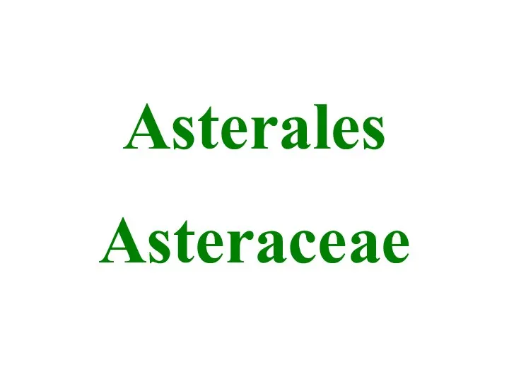 Asterales Asteraceae