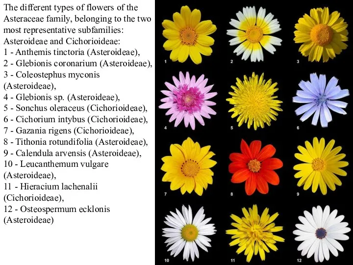 The different types of flowers of the Asteraceae family, belonging to the