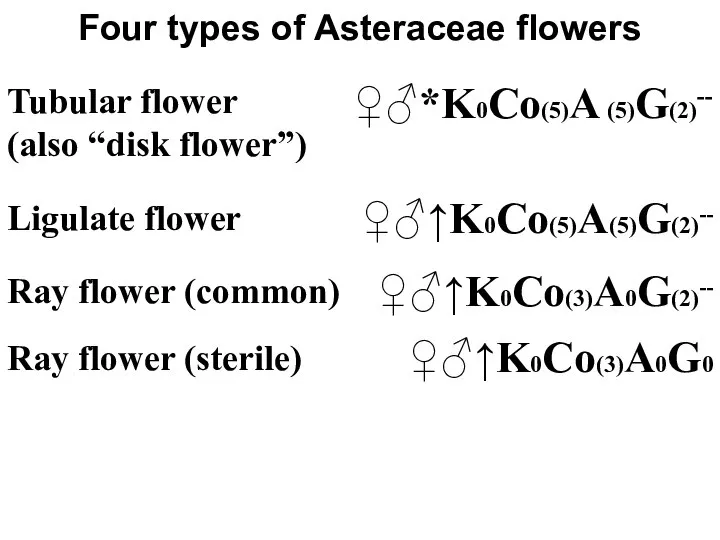 Four types of Asteraceae flowers ♀♂↑K0Co(5)A(5)G(2)-- Tubular flower (also “disk flower”) ♀♂*K0Co(5)A