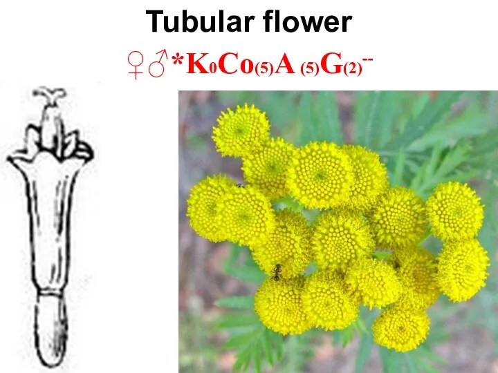 Tubular flower ♀♂*K0Co(5)A (5)G(2)--