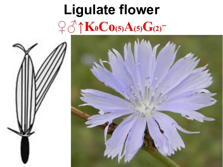 Ligulate flower ♀♂↑K0Co(5)A(5)G(2)--