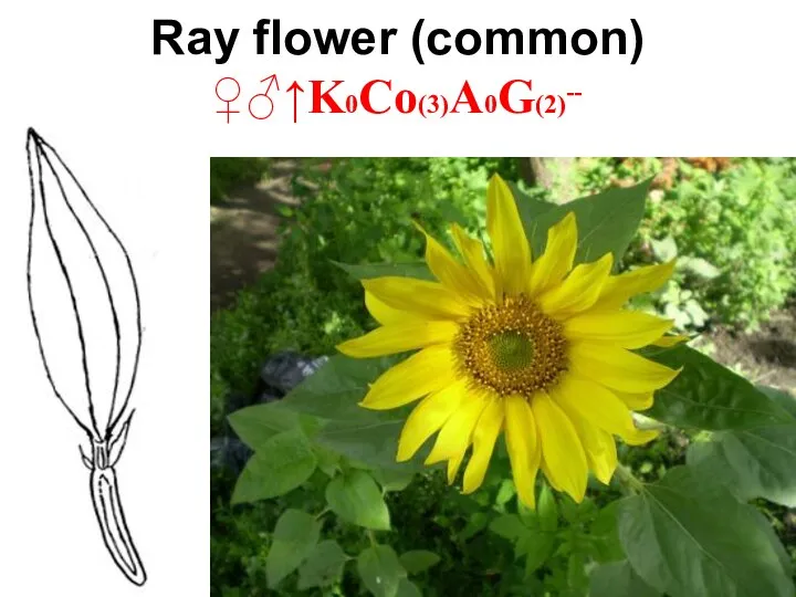 Ray flower (common) ♀♂↑K0Co(3)A0G(2)--