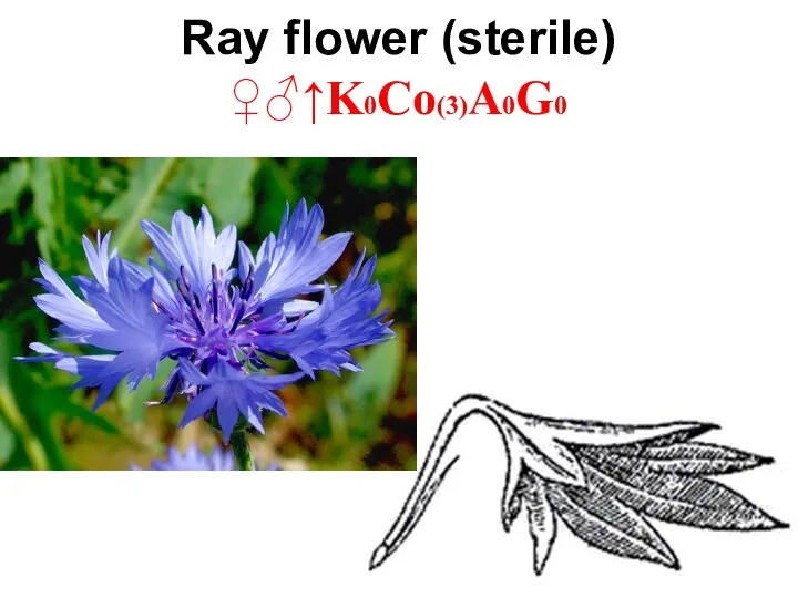 Ray flower (sterile) ♀♂↑K0Co(3)A0G0