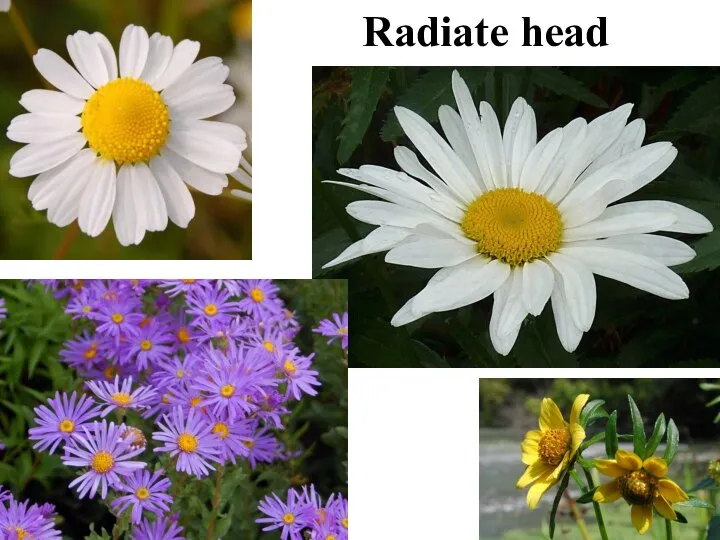 Radiate head