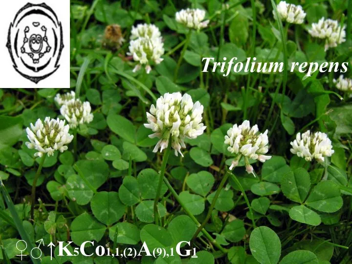 Trifolium repens ♀♂↑K5Co1,1,(2)A(9),1G1