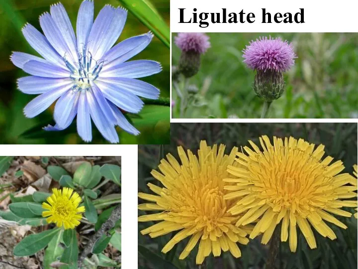 Ligulate head