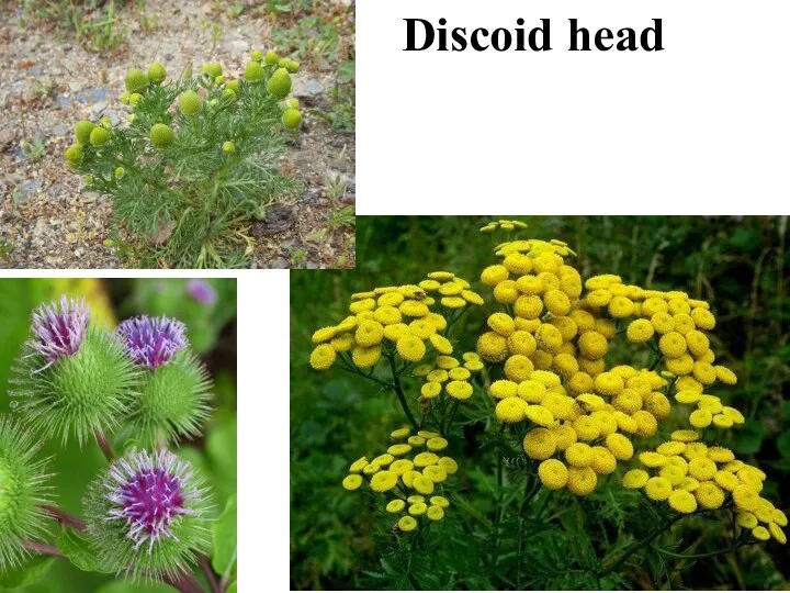 Discoid head