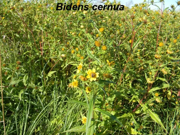 Bidens cernua