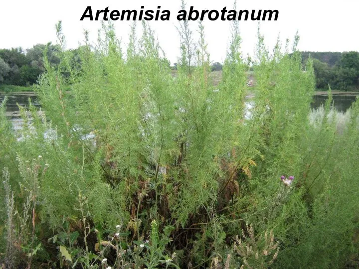 Artemisia abrotanum