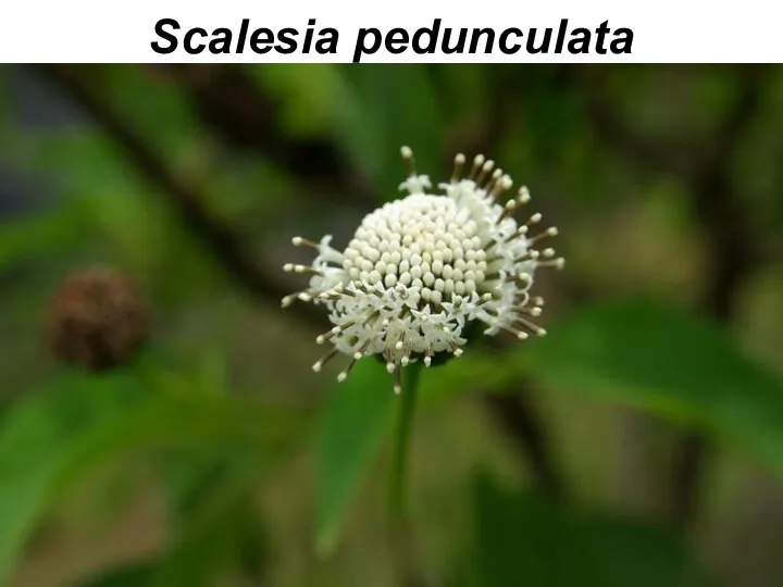 Scalesia pedunculata