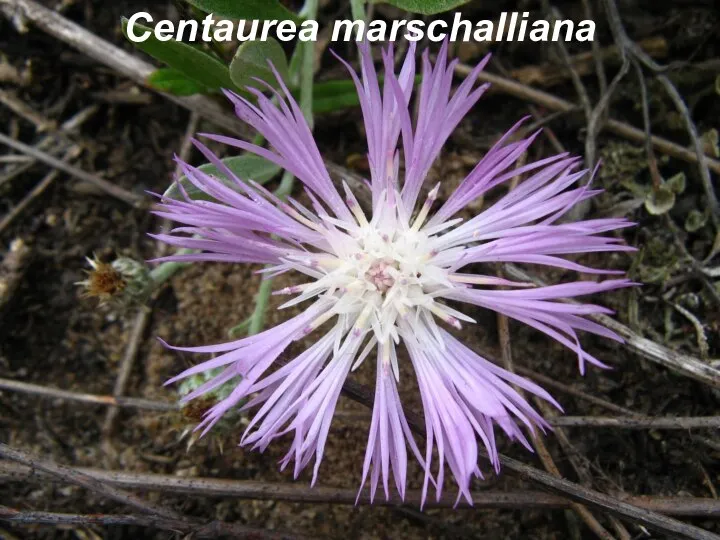 Centaurea marschalliana