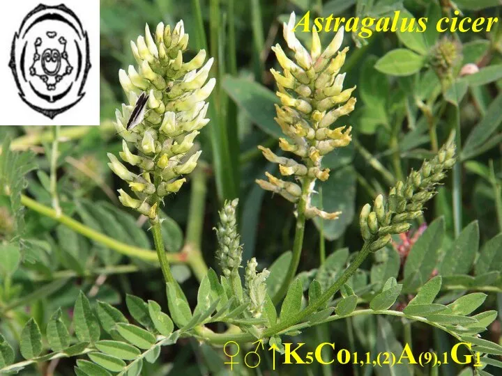 Astragalus cicer ♀♂↑K5Co1,1,(2)A(9),1G1