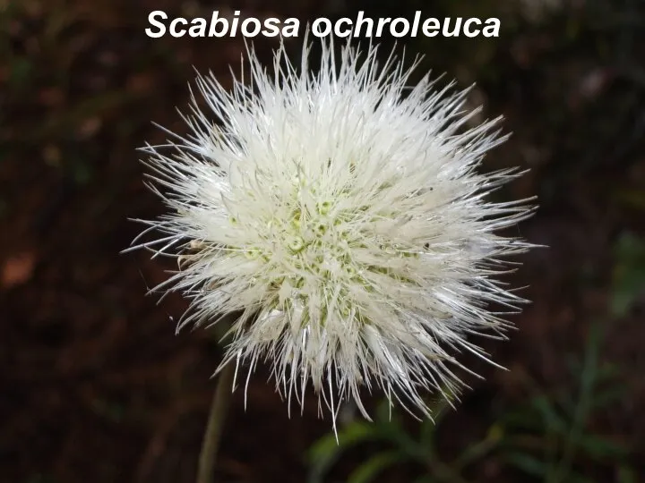 Scabiosa ochroleuca