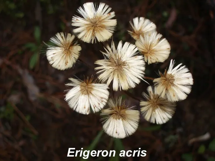 Erigeron acris