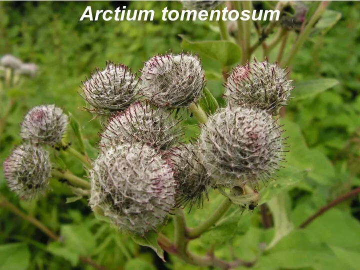 Arctium tomentosum