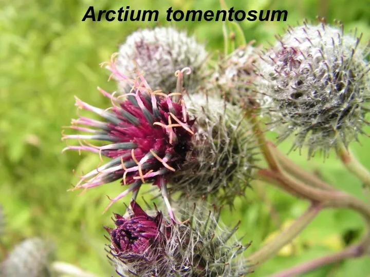 Arctium tomentosum