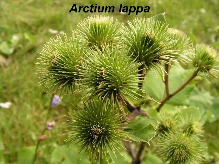 Arctium lappa