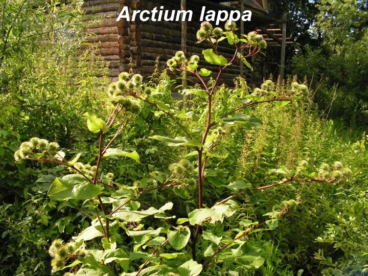 Arctium lappa