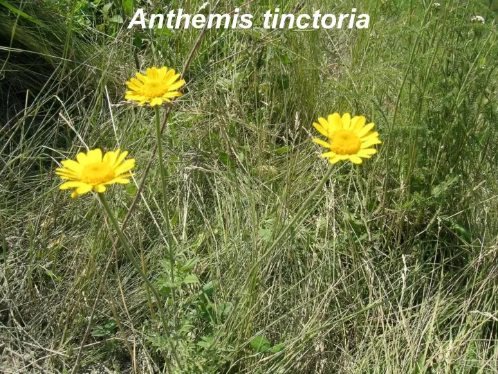 Anthemis tinctoria