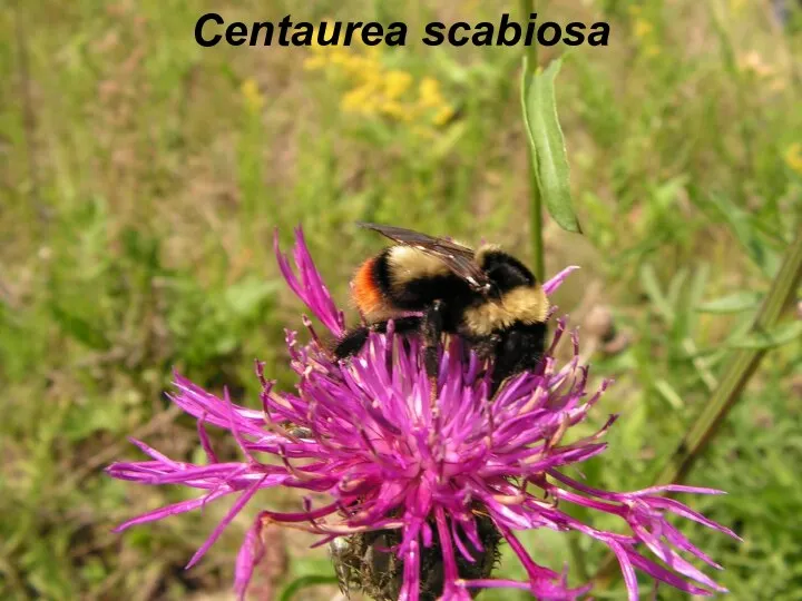 Centaurea scabiosa