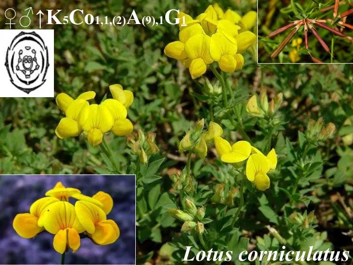 Lotus corniculatus ♀♂↑K5Co1,1,(2)A(9),1G1