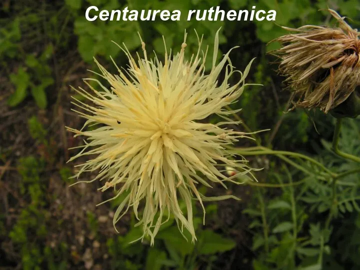 Centaurea ruthenica