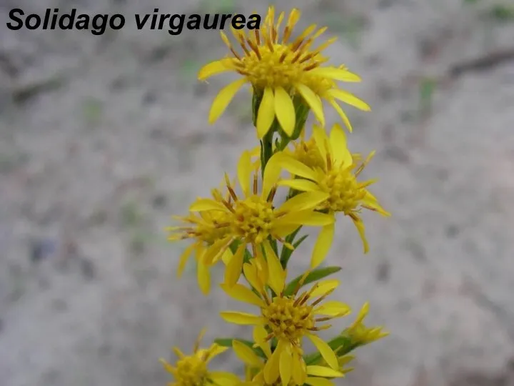 Solidago virgaurea