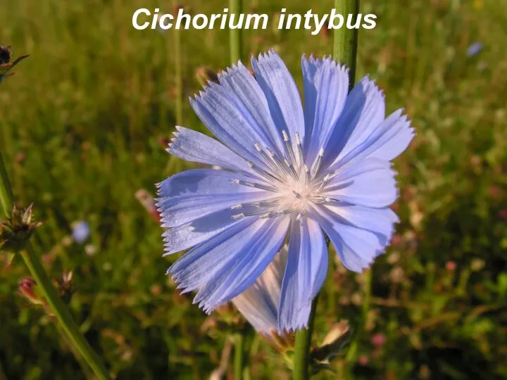 Cichorium intybus