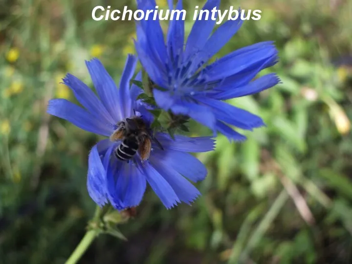 Cichorium intybus