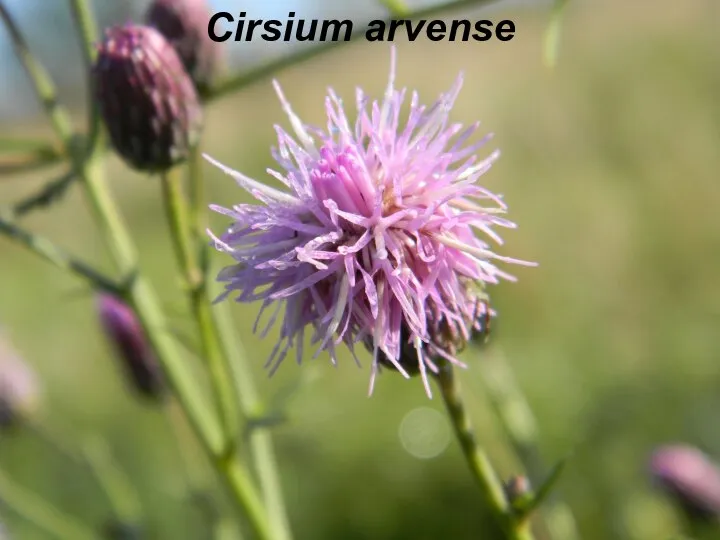 Cirsium arvense
