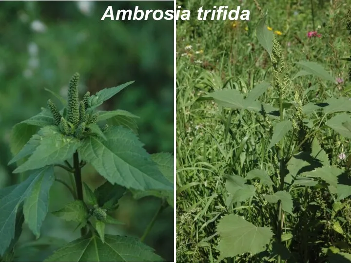 Ambrosia trifida