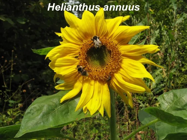 Helianthus annuus