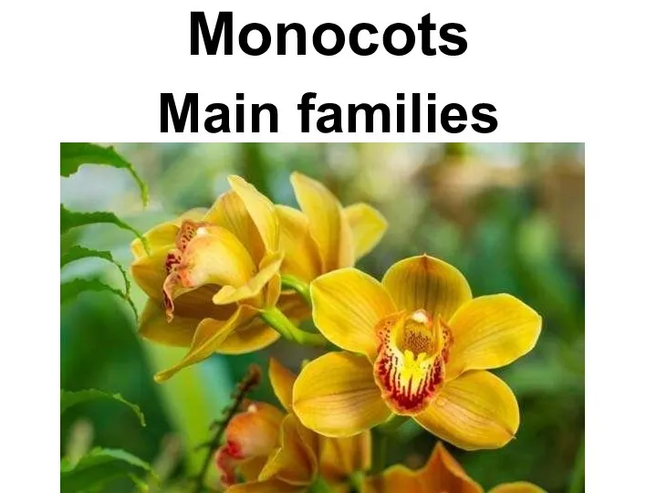 Monocots Main families