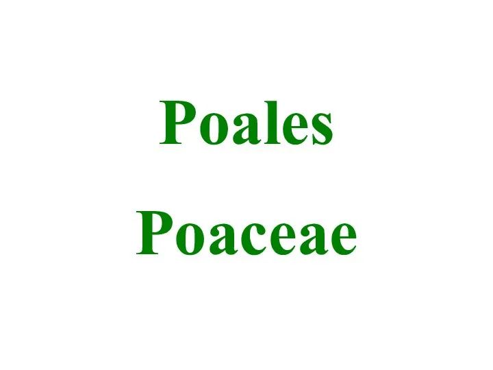 Poales Poaceae