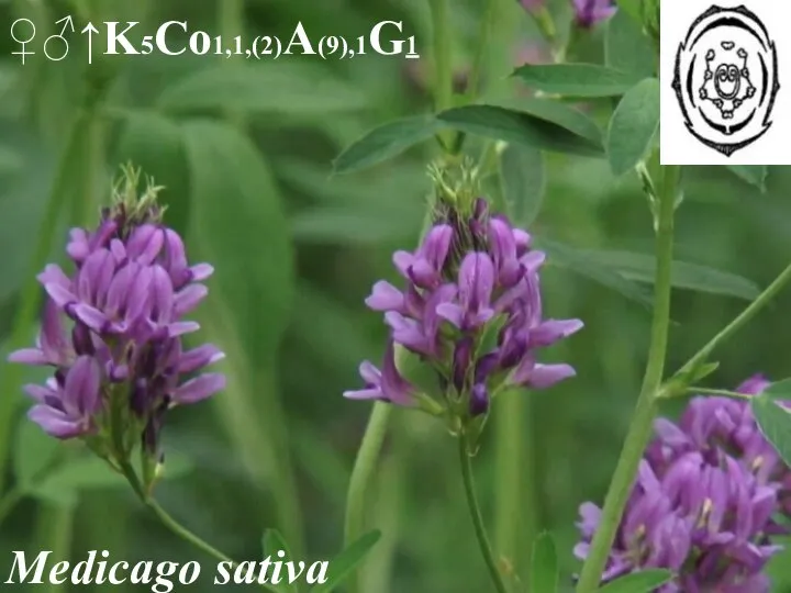 Trifolium repens ♀♂↑K5Co1,1,(2)A(9),1G1 Medicago sativa ♀♂↑K5Co1,1,(2)A(9),1G1