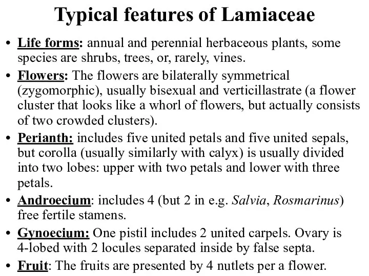 Typical features of Lamiaceae Life forms: annual and perennial herbaceous plants, some