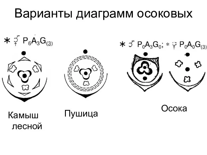 Варианты диаграмм осоковых Пушица Камыш лесной Осока