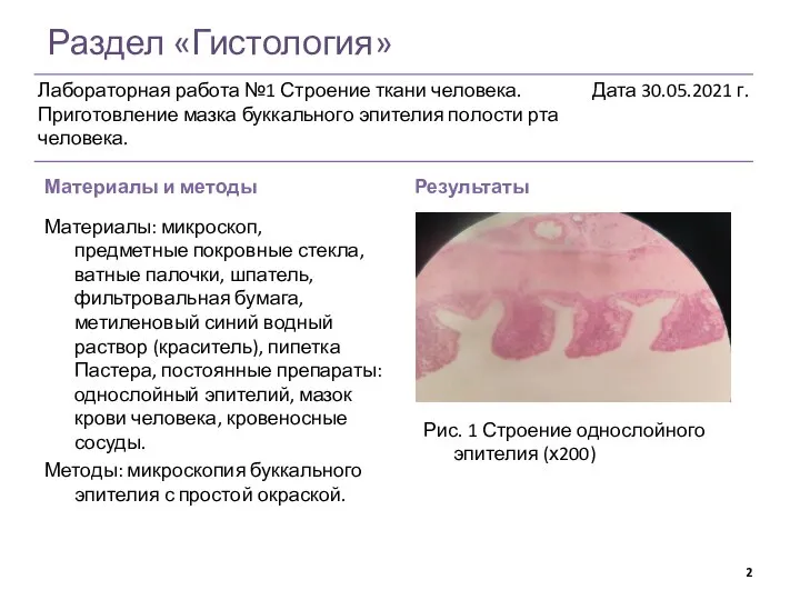 Раздел «Гистология» Материалы и методы Результаты Рис. 1 Строение однослойного эпителия (х200)