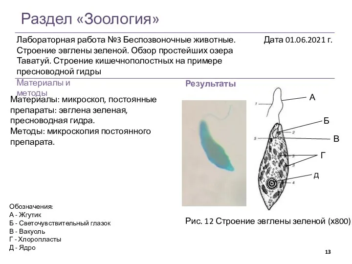 Раздел «Зоология» Результаты Рис. 12 Строение эвглены зеленой (х800) Обозначения: А -