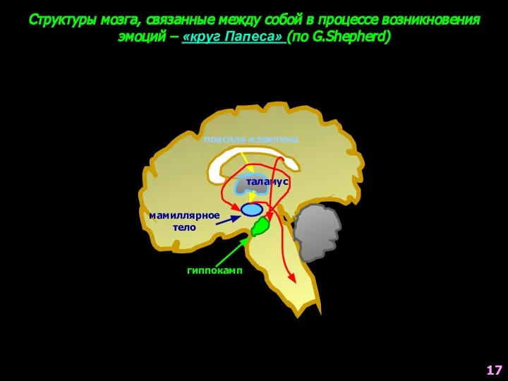 поясная извилина таламус мамиллярное тело гиппокамп Структуры мозга, связанные между собой в